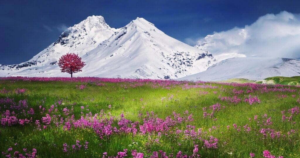Blooming meadow with snowy mountains